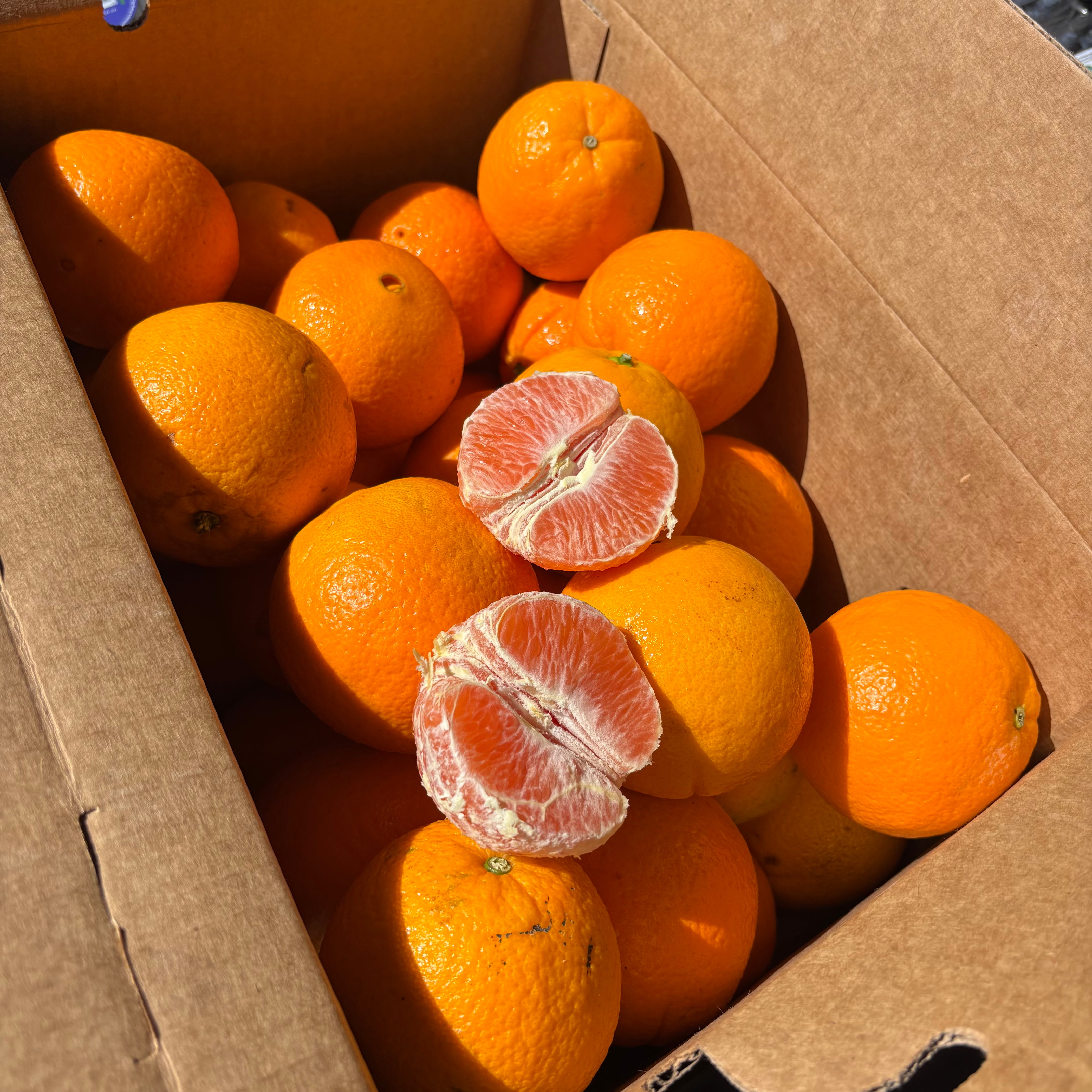 Cara Cara Oranges (5.0 lbs)